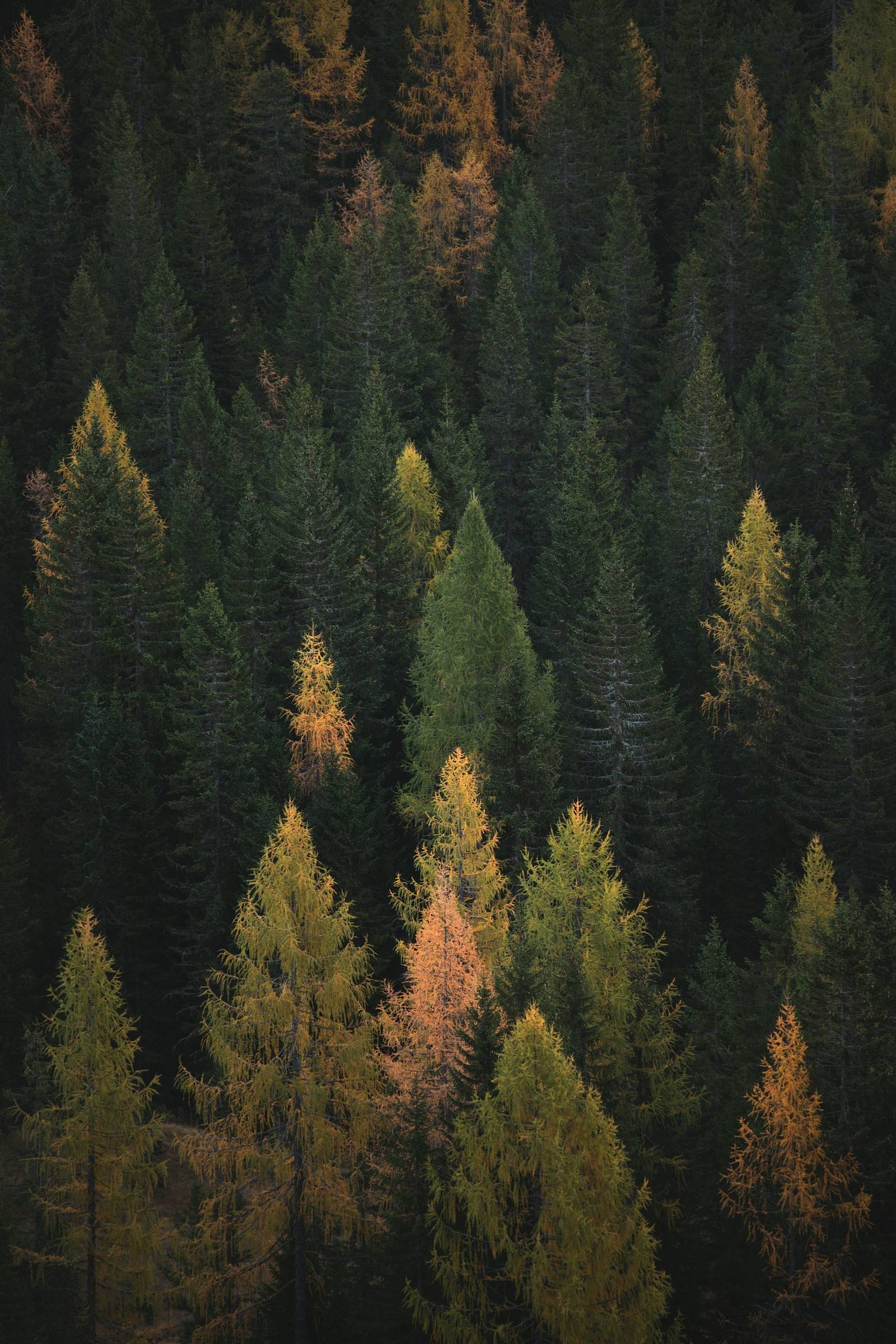 Boreal forest in Ontario